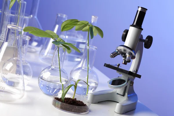 Зеленые растения в биологической лаборатории — стоковое фото