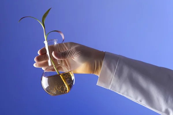 Plantas verdes em laboratório de biologia — Fotografia de Stock