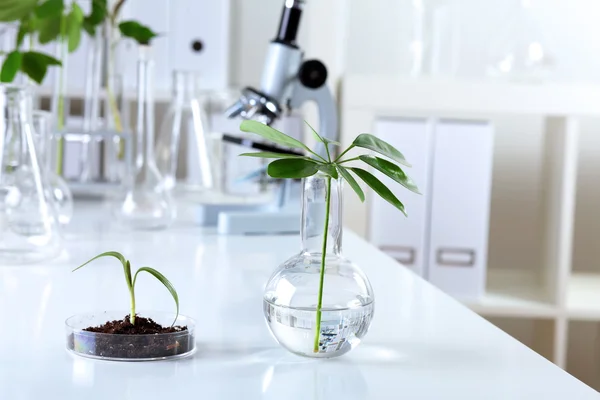 생물학 laborotary에 녹색 식물 — 스톡 사진