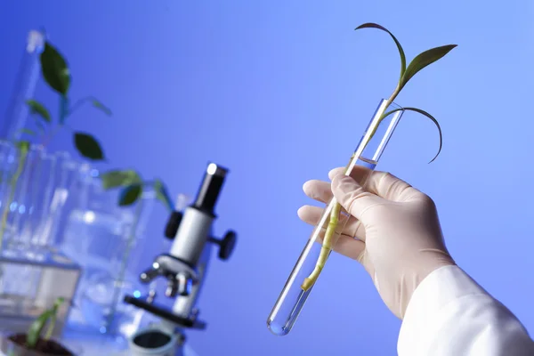 緑の植物生物学 laborotary — ストック写真