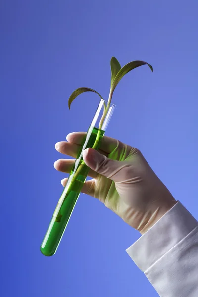 Plantas verdes en biología laborotaria — Foto de Stock