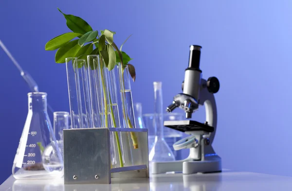 Plantas verdes en biología laborotaria —  Fotos de Stock