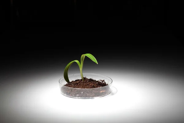 stock image Small green plant on the table