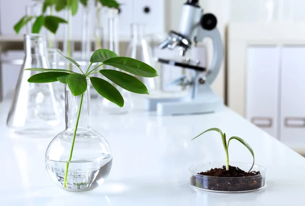 Zelené rostliny v biologii laborotary — Stock fotografie