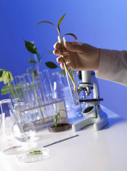 Groene planten in biologie laborotary — Stockfoto