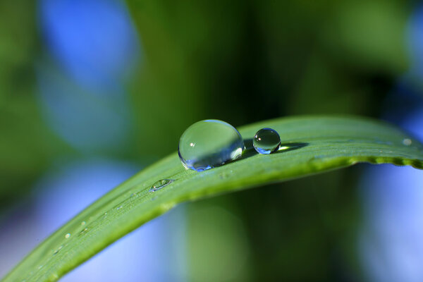 Drop of dew