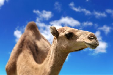 Camel head agaisnt sky background clipart