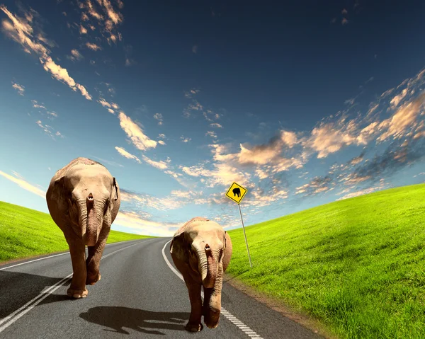 Elephant walking along the road — Stock Photo, Image