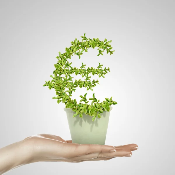 Hand som håller grön växt valutasymbolen — Stockfoto