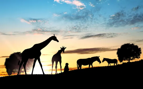 Afrikaanse dieren in savannah — Stockfoto