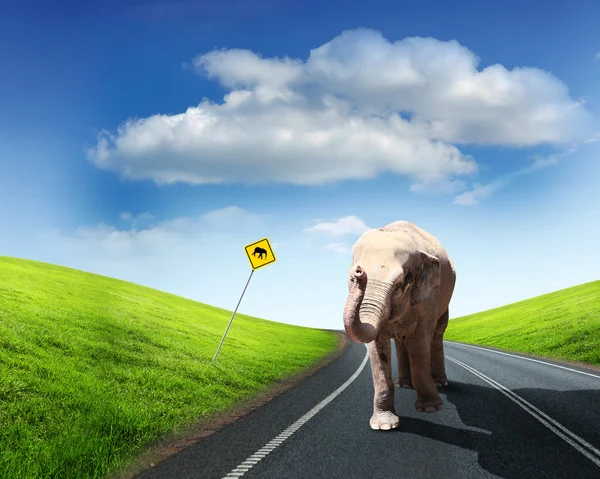 Elefante passeggiando lungo la strada — Foto Stock