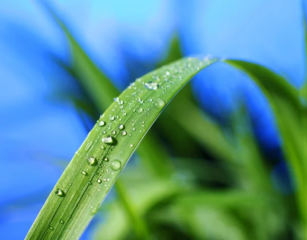 stock image Drop of dew