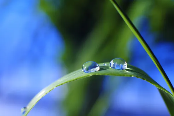 Droppe dagg — Stockfoto