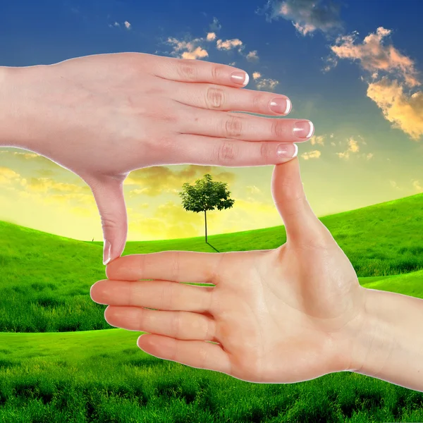 Ludzkie ręce i zielonych roślin — Zdjęcie stockowe