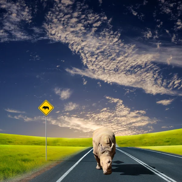 stock image Rhino walking along the road