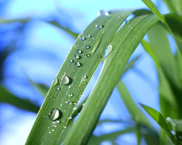 Goutte de rosée — Photo