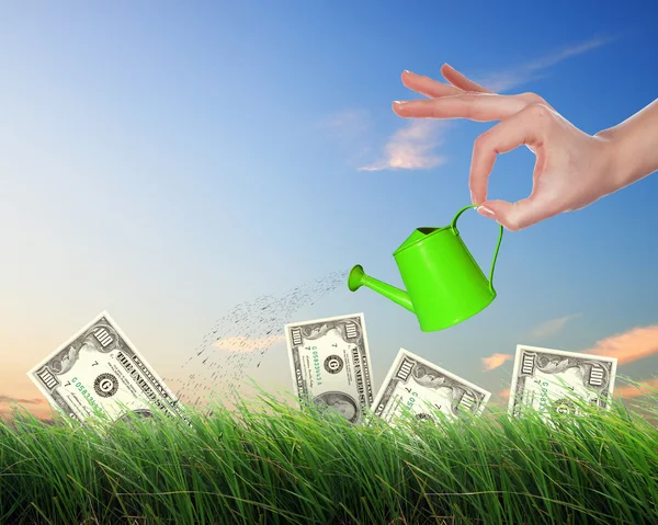 Stock image Human hand watering money tree