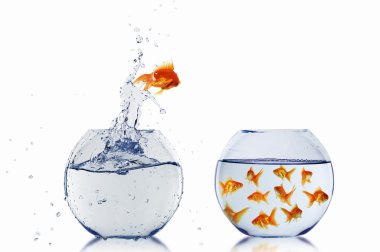 Gold fish in a fishbowl clipart