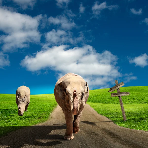 沿着这条路走的大象 — 图库照片