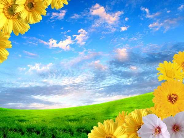 Цветы на фоне голубого неба — стоковое фото