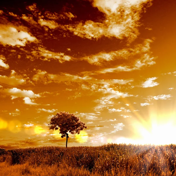 Krajobrazu wiejskiego i świeci słońce — Zdjęcie stockowe