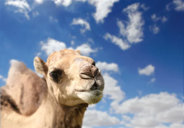 Голова верблюда на фоне неба Лицензионные Стоковые Изображения