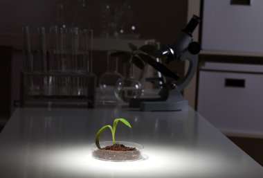 Small green plant on the table clipart