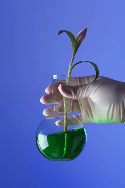 Grønne planter i biologi, laboratoriearbeid – stockfoto