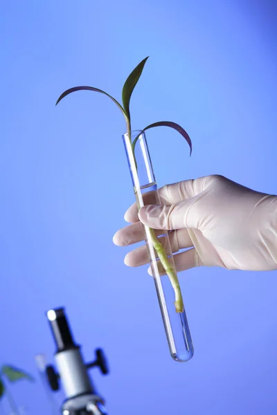 緑の植物生物学 laborotary — ストック写真