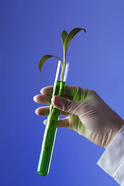 Zelené rostliny v biologii laborotary — Stock fotografie