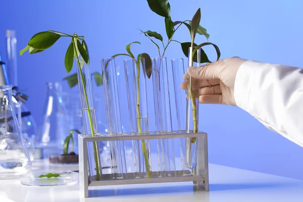 Зеленые растения в биологической лаборатории — стоковое фото