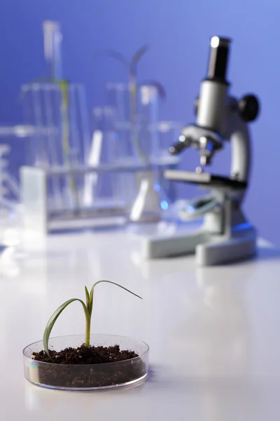 Plantas verdes en biología laborotaria — Foto de Stock