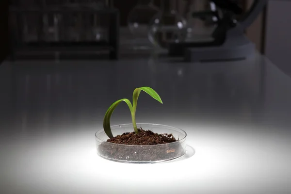 Маленькое зеленое растение на столе — стоковое фото