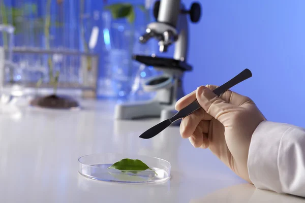 Plantas verdes em laboratório de biologia — Fotografia de Stock