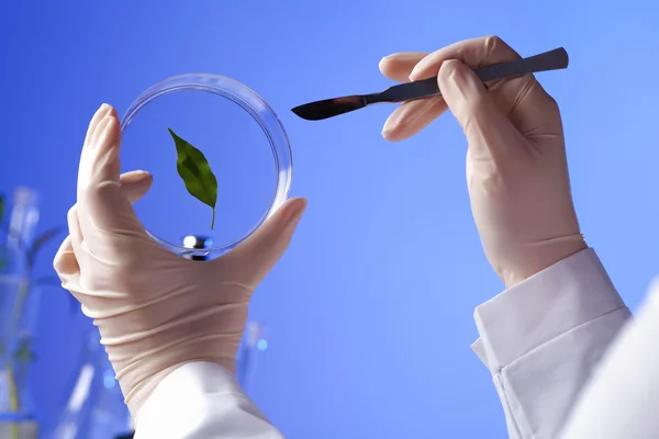 Green plants in biology laborotary — Stock Photo, Image