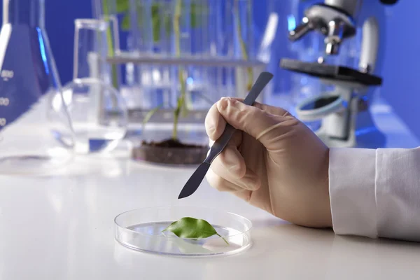 Grønne planter i biologi, laboratoriearbeid – stockfoto