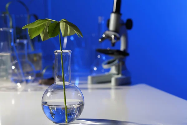 Impianti verdi in laboratorio di biologia — Foto Stock