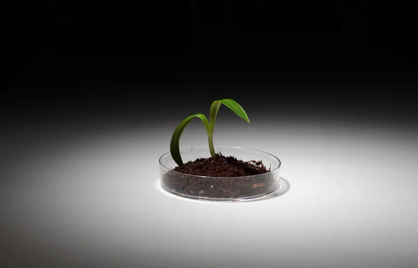Az asztalon kis zöld növény — Stock Fotó