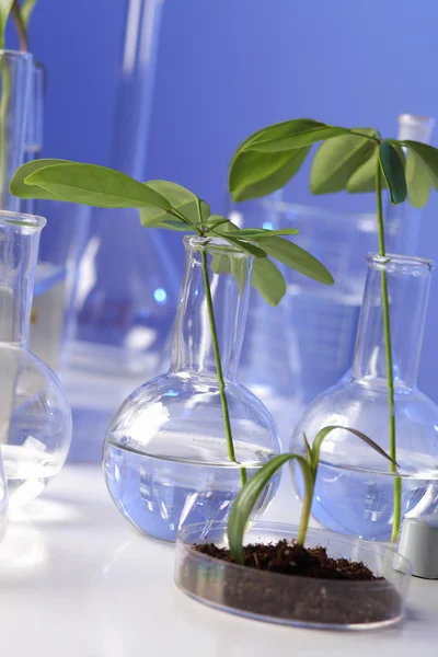 Plantas verdes em laboratório de biologia — Fotografia de Stock