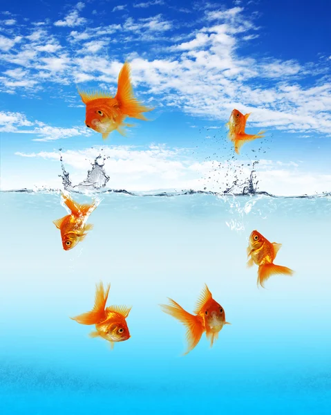 Schwimmende Goldfische und Geld-Symbole — Stockfoto