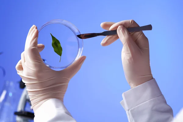stock image Green plants in biology laborotary