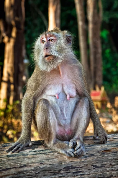 stock image Posing monkey