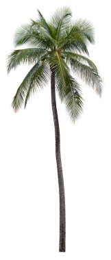 Beyaz arkaplanda izole edilmiş hindistan cevizi palmiyesi