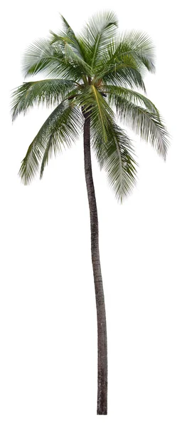 Palmera de coco aislada sobre fondo blanco —  Fotos de Stock