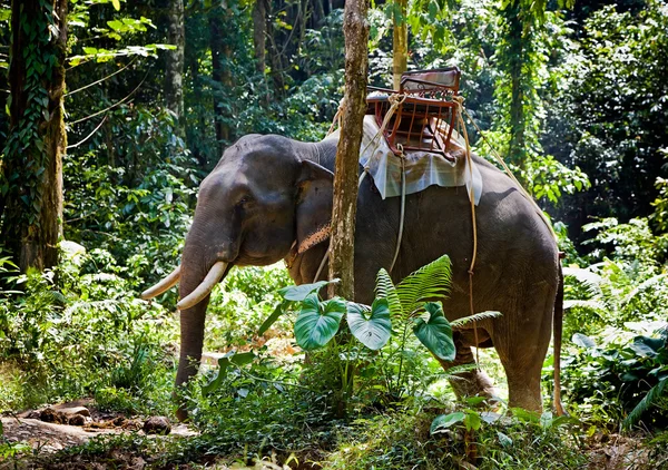 Stock image Thai Elephant