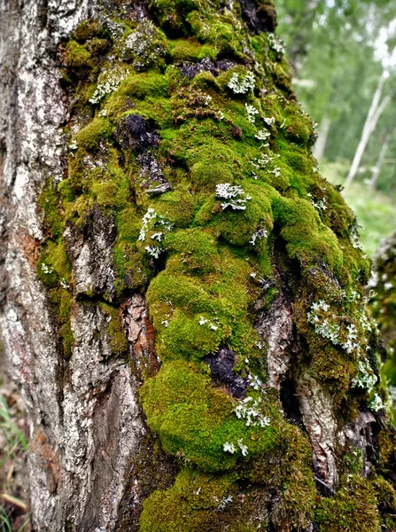 Mousse sur un tronc d'arbre — Photo