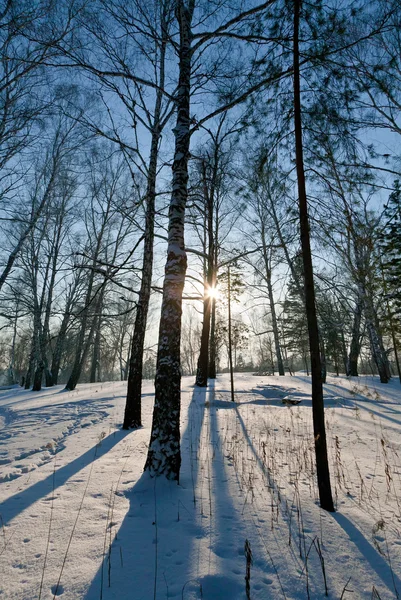 Winterbos — Stockfoto