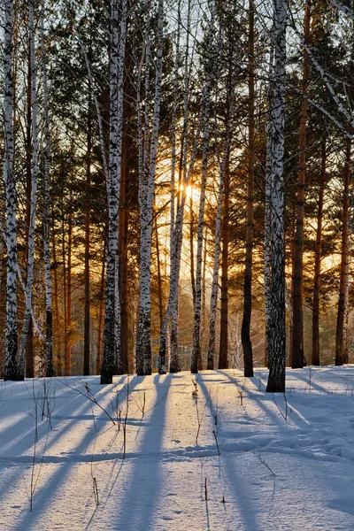 Naplemente a téli erdőben — Stock Fotó