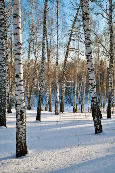 겨울 숲. — 스톡 사진