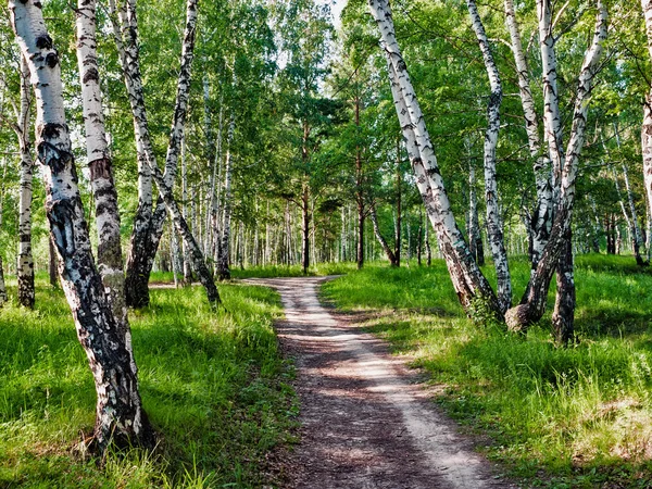 Le chemin dans les bois — Photo